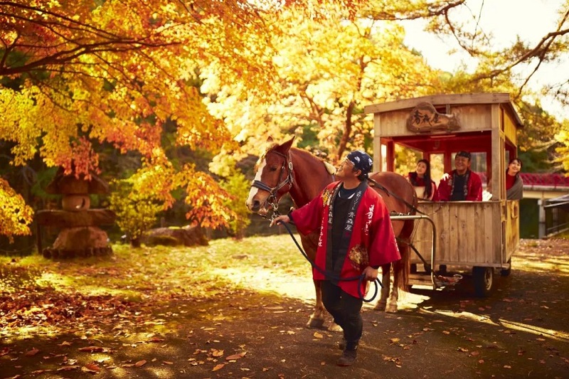 青森秋季风物诗，沉浸在苹果香气和红叶风景中