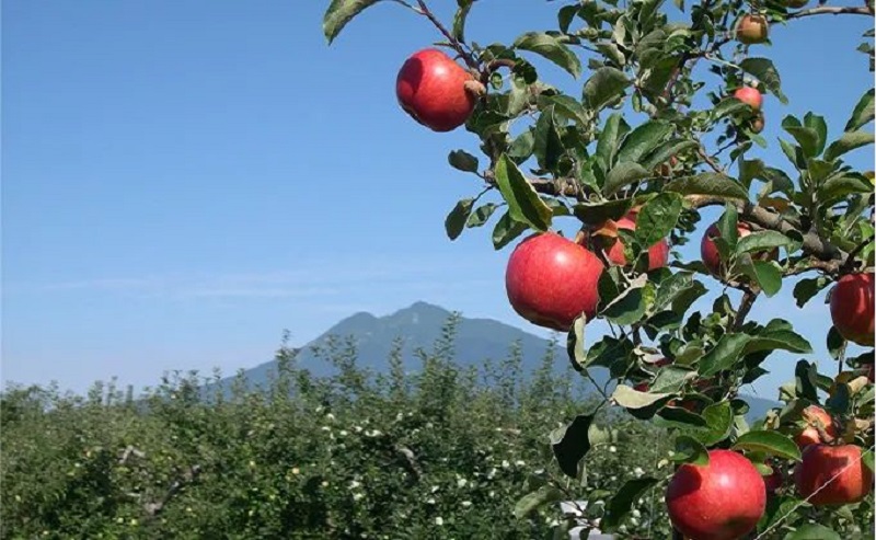 一篇玩转青森，日本宝藏小众旅行地